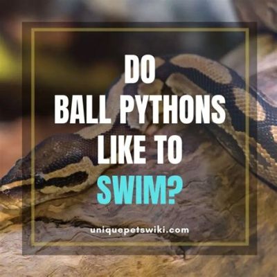 Do Ball Pythons Like to Swim?