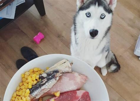 What Had the Most Protein in Huskies?