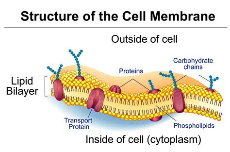 Which of the following is a function of a plasma membrane protein?